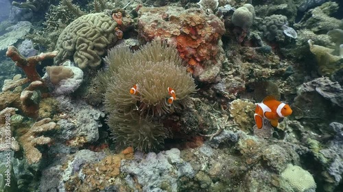 a group of Anemone fishes swim around the anemone