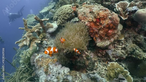 a group of Anemone fishes swim around the anemone