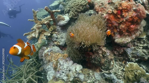 a group of Anemone fishes swim around the anemone