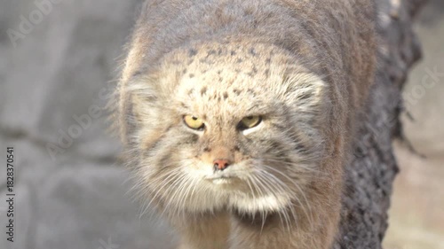 Pallas’s Cat Walking Toward the Camera in 120fps 4K Slow Motion. Wild Asian Feline with Thick Fur and Intense Eyes Captured in Cinematic High-Detail Wildlife Footage.