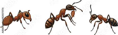 Cartoon ants in three expressive poses with stylized anatomy, insect character illustration, entomology concept, nature study theme, white background