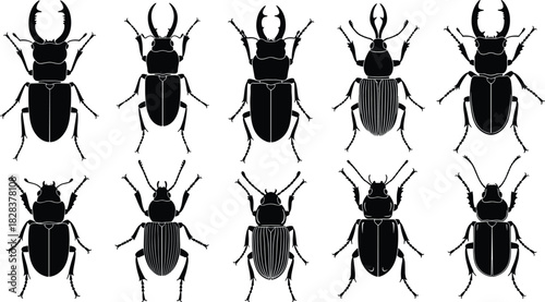Beetle silhouette collection, vector illustration set of insects, stag beetles with horns, black bugs isolated on white background, entomology nature design symbols.
