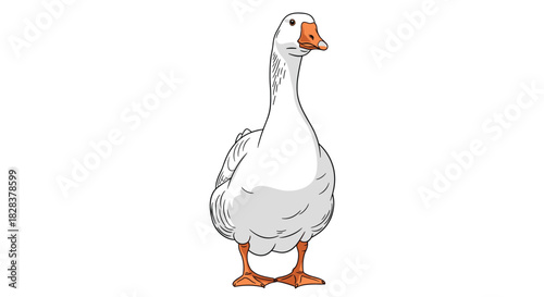A white domestic goose with an orange beak and webbed feet stands upright, looking slightly to the right, isolated on a clean white background.
