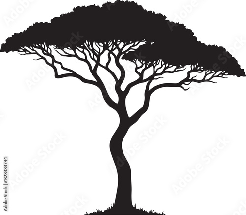Black silhouette of an acacia tree with sparse grass