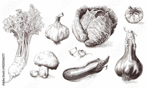 Hand-drawn collection of fresh vegetables in a vintage sketch art style