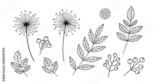 Minimalist black line art set of botanical leaves, flowers, and berry illustrations isolated PNG with Transparent Background