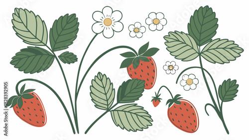 Strawberry Plant with Flowers and Berries Vector Graphic for Summer and Botanical Themed Designs