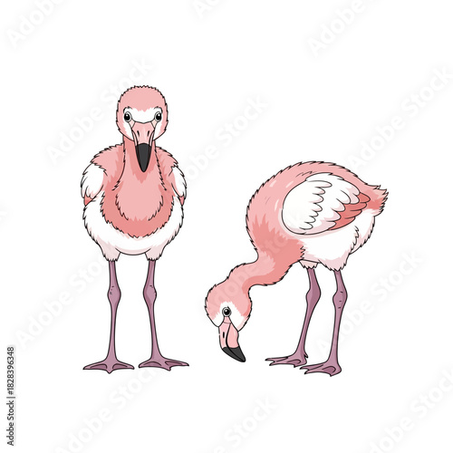 Cute baby flamingos vector illustration