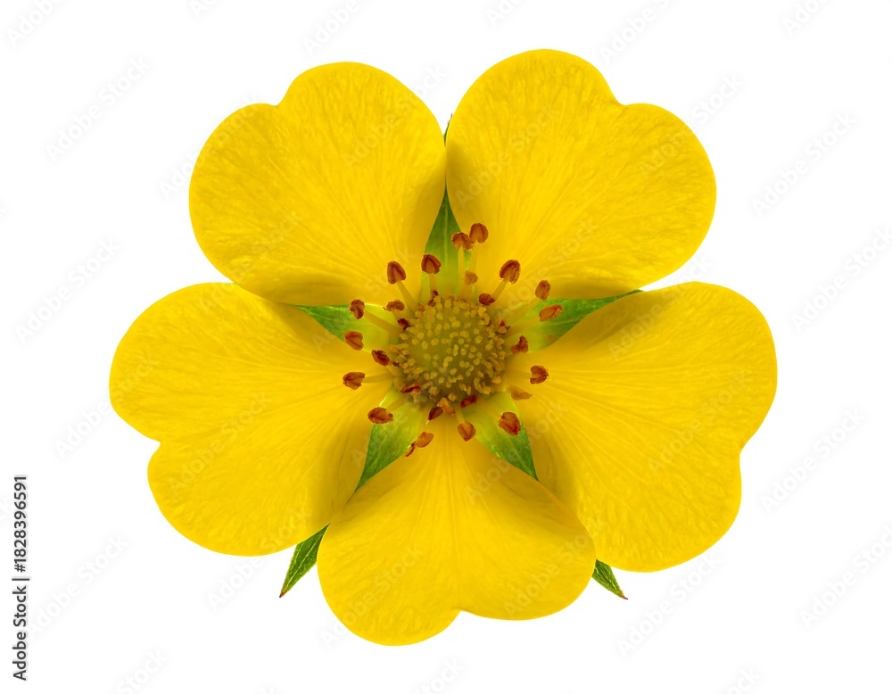Naklejka premium Overhead shot of a vibrant, five-petaled, bright yellow flower