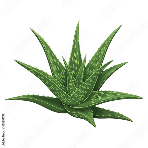 Detailed Aloe Vera Plant Illustration Isolated Medicinal Herb for Natural Skincare and Health