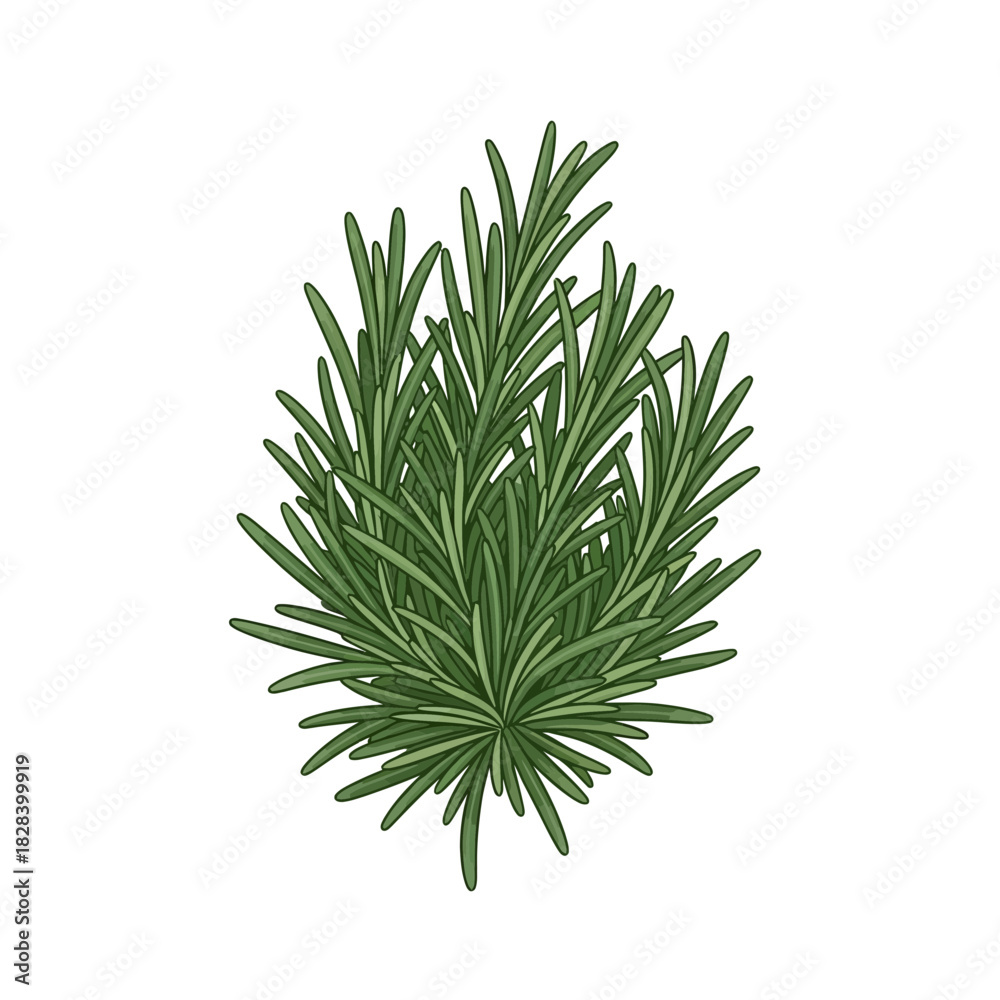 Fototapeta premium Fresh Rosemary Branch Sprig Culinary Herb Ingredient Isolated on White
