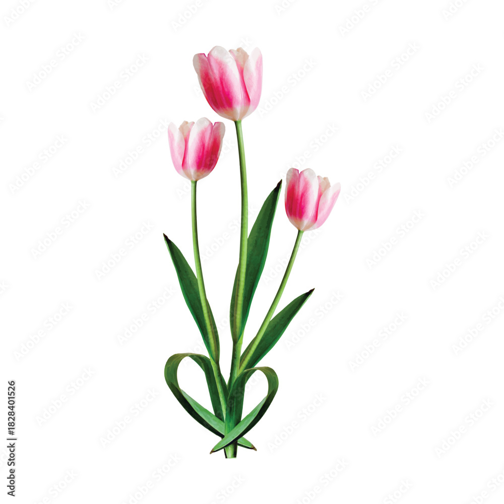 Fototapeta premium Two pink tulips with green leaves isolated on white background, spring flowers 