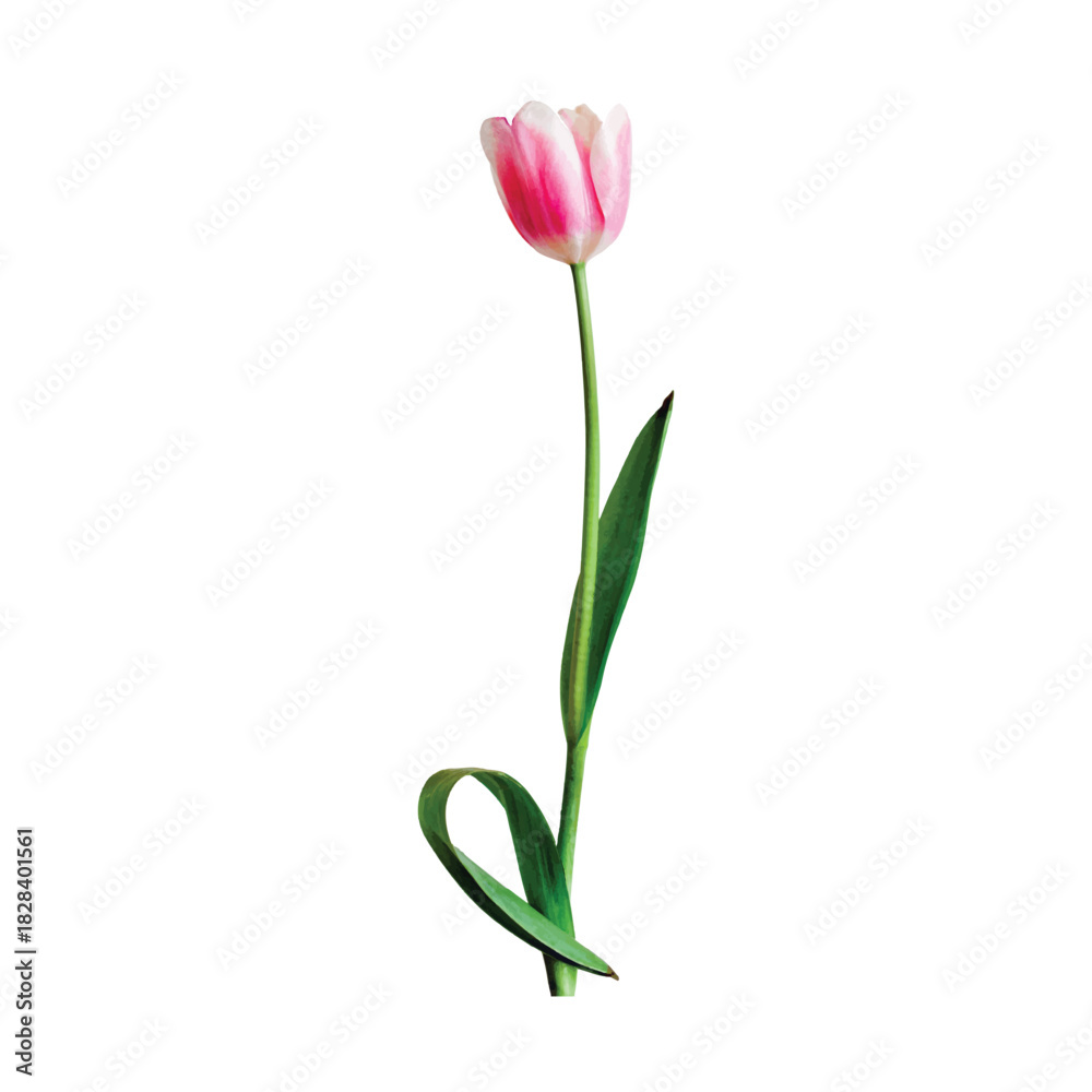 Obraz premium Three pink tulip flowers isolated on white background, a symbol of spring 