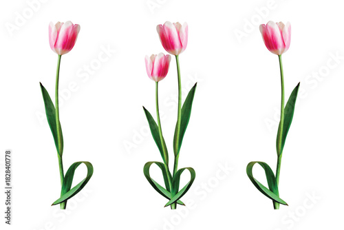 Three tulip flower bouquets isolated on white background for a spring design
