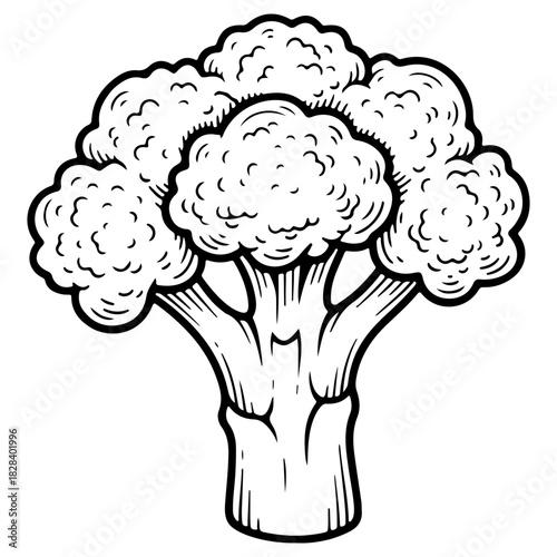 Fresh broccoli vegetable illustration hand drawn in black and white ink sketch style isolated on white background perfect for healthy diet concepts or vegetarian menu design elements