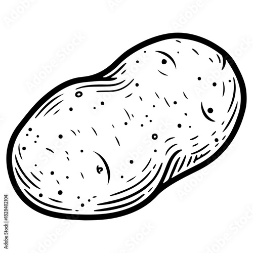 Hand drawn potato illustration isolated on white background. High quality black and white sketch perfect for grocery flyers vegetable packaging and farm market designs.