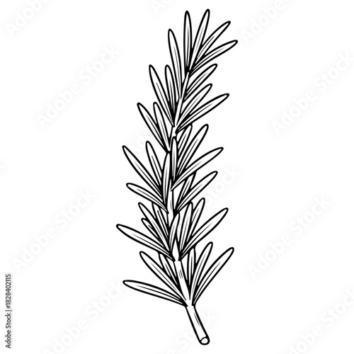 Hand drawn rosemary herb sprig illustration isolated on white. High quality black and white sketch perfect for essential oil labels cooking recipes and botanical designs.
