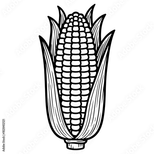 Hand drawn corn cob illustration isolated on white background. High quality black and white sketch perfect for harvest festivals farm themes and vegetable food packaging.