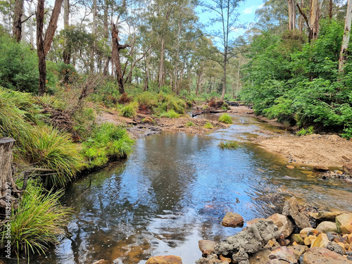 Creek flowing through the Australian bush. Surrounded by eucalyptus trees