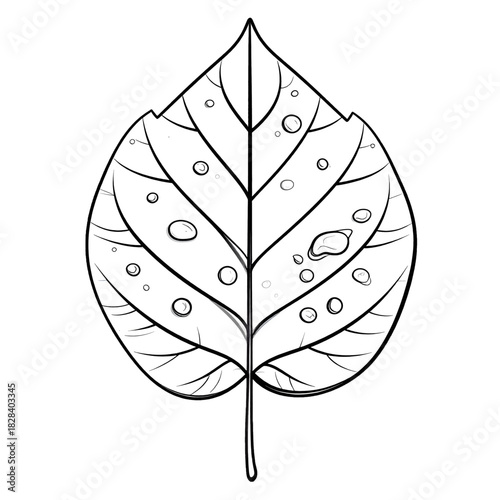 Detailed Leaf Outline with Veins and Droplets Against White Backdrop Perfect for Botanical Study and Educational Resources Illustration