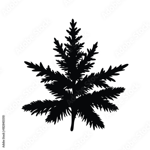 Silhouette of a dense evergreen tree with short needles on white, fir branch silhouette vector illustration