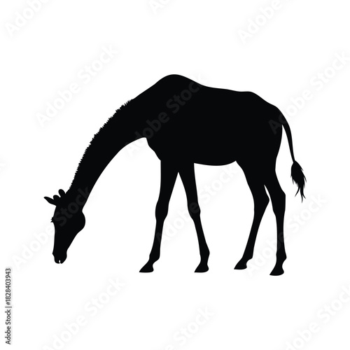 Silhouette of a Giraffe Grazing in a Black and White Image, giraffe grazing silhouette vector illustration