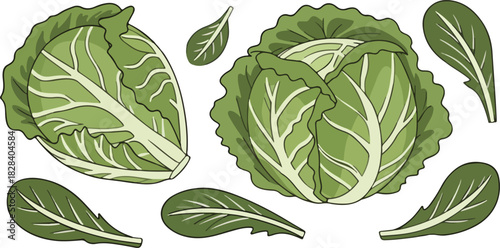 Fresh green cabbage and lettuce leaves isolated on, healthy vegetables for salad and cooking, vegetarian diet concept