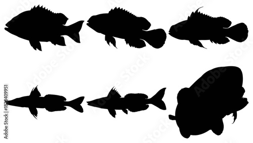 Silhouettes of various fish species isolated on
