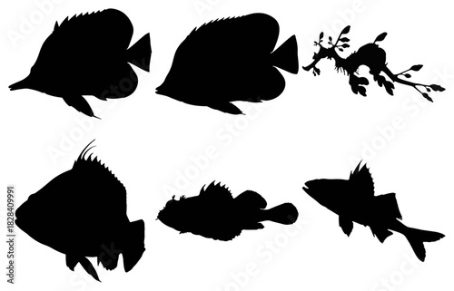 Marine fish and seahorse silhouettes isolated on