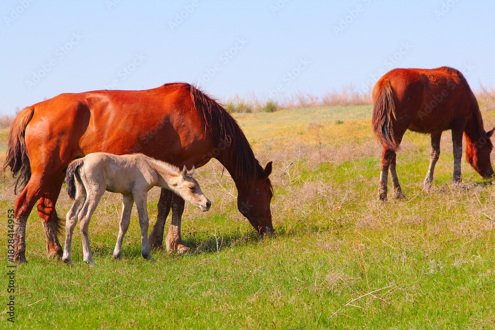 Fototapeta premium Wild Horses and Young Foal Grazing on a Dry Summer Steppe Pasture
