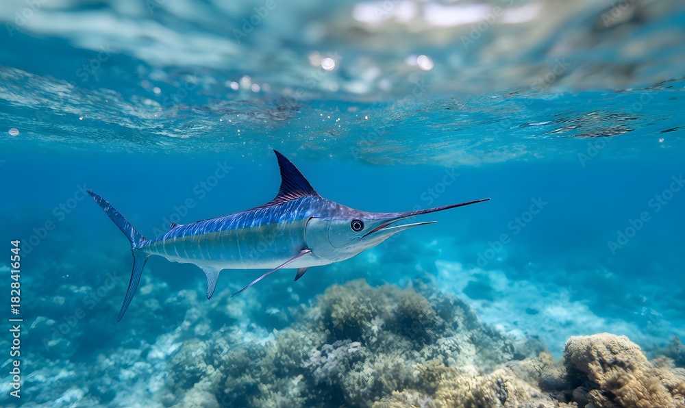 Fototapeta premium In the ocean, a beautiful marlin, close-up composition, serene atmosphere, underwater perspective, blue tones, side lighting, crystal-clear water surface