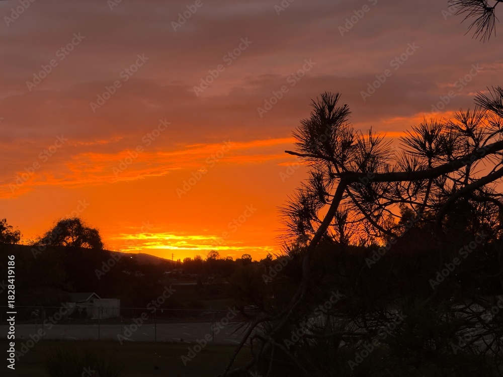 Fototapeta premium Dramatic Orange Sunset Silhouette with Pine Tree