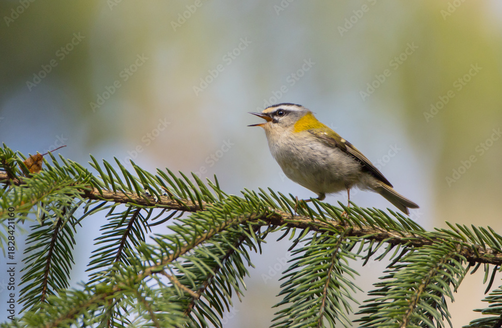 Fototapeta premium Common Firecrest - male bird at awet forest in spring