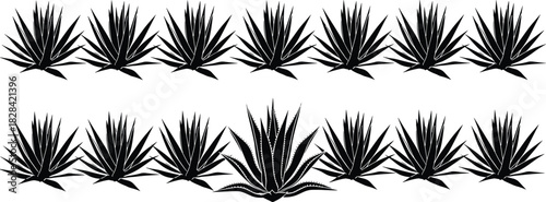 Black and White Agave Plants Vector Art Silhouette Design for Tequila or Mezcal Packaging, Desert Botanical Motif, or Mexican Border Element.