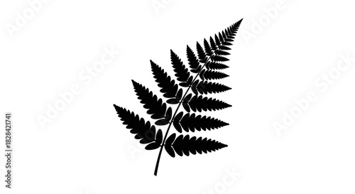 Fern leaf silhouette with transparent background