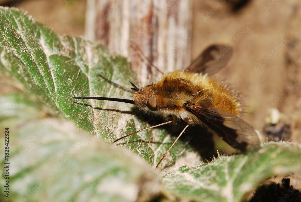 Fototapeta premium Garden fly, Bombylius major, macro
