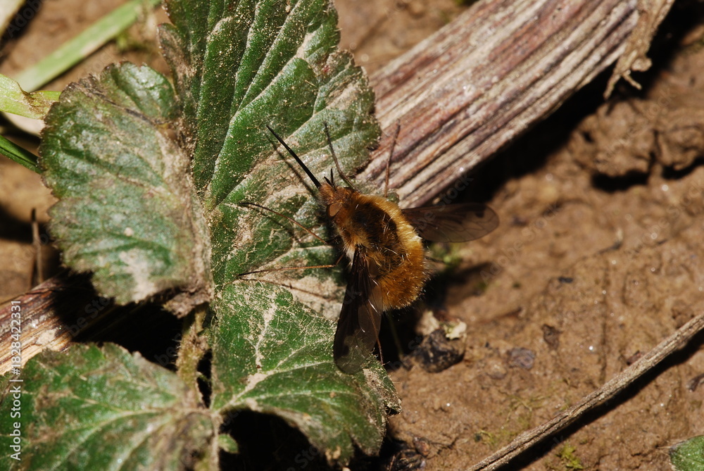 Obraz premium Garden fly, Bombylius major, macro