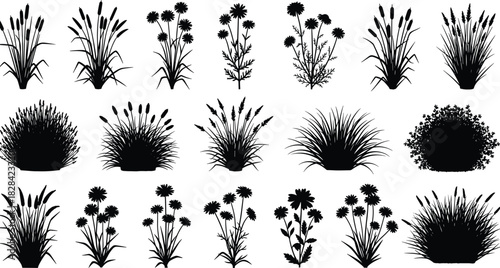 Botanical Collection of Herbaceous Plants, Reeds, and Floral Elements Vector.