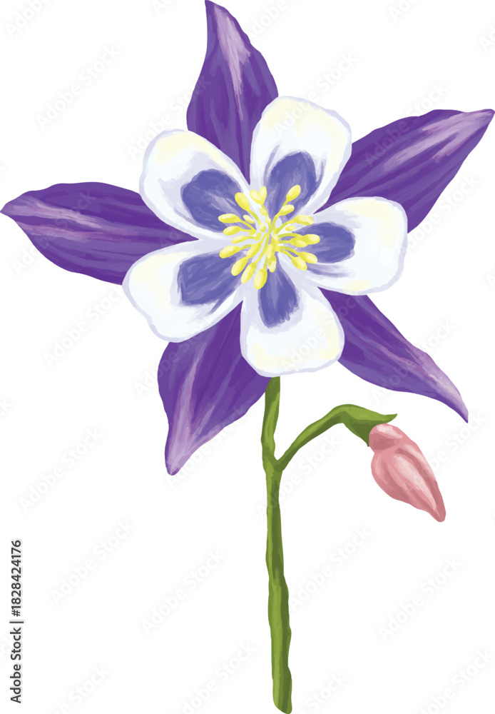 Obraz premium Columbine Flower Botanical Digital Painting