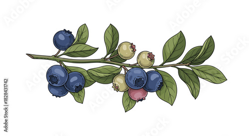 Detailed botanical illustration of a blueberry branch, featuring ripe blue berries and developing green and pink fruits nestled among vibrant green leaves.
