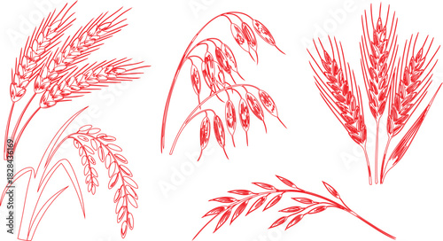 Red Sketch Illustration of Various Grain Plants Wheat, Oats, Rice, and Barley on White Background