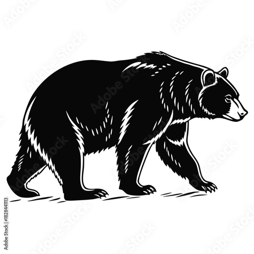 vector illustration of a bear