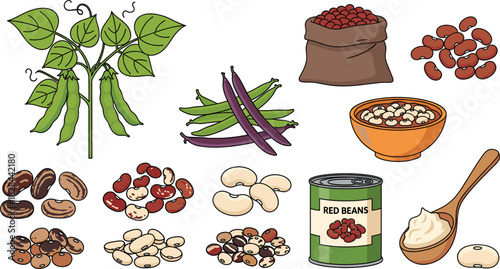 Diverse Bean and Legume Vector Illustration Collection Showcasing Kidney, Lima, Pinto, and Green Beans, Including the Plant, Dried Seeds, Canned Goods, and Culinary Preparations
