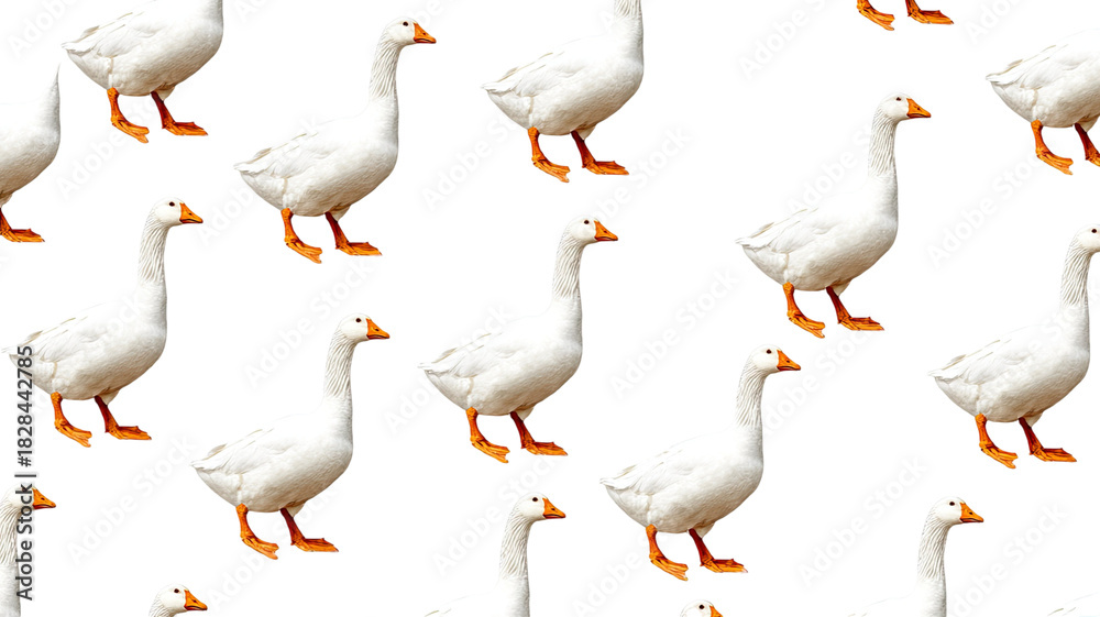 Fototapeta premium Isolated collage of white domestic farm geese in nature