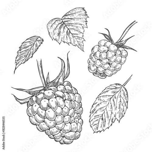 Hand drawn berry. Raspberry on white background. Vector sketch illustration