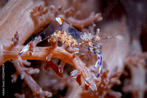 Glass Anemone Shrimp on Coral in Lembeh Indonesia Underwater Closeup