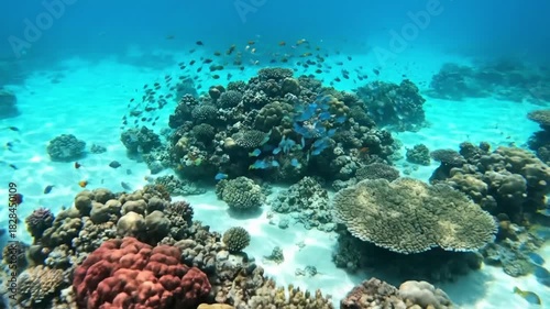 Wallpaper Mural Overhead perspective of a thriving coral ecosystem, showcasing the intricate patterns and vibrant colors of diverse marine life and formations from above. Torontodigital.ca