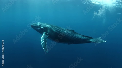 Awe inspiring wide shot of a magnificent humpback whale gracefully navigating the vast, deep blue ocean, showcasing its immense scale and natural habitat.
