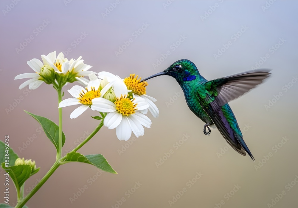Fototapeta premium Vibrant Hummingbird Gathering Nectar from Delicate White Flowers in a Serene Garden Setting a Captivating Display of Natures Beauty and Grace