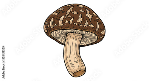 Detailed vintage-style illustration of a single shiitake mushroom, featuring its distinctive brown cap, lighter patterns, and textured stem.